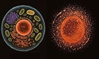 Pausing Cell Death Could Be Key to Longevity Pausing Cell Death Could Be Key to Longevity